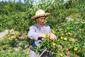 CHINA-CHONGQING-FRUITS-PLANTATION (CN)