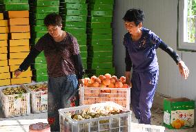 CHINA-CHONGQING-FRUITS-PLANTATION (CN)