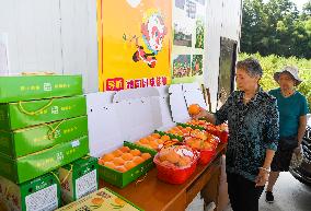 CHINA-CHONGQING-FRUITS-PLANTATION (CN)