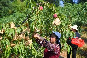 CHINA-CHONGQING-FRUITS-PLANTATION (CN)