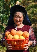 CHINA-CHONGQING-FRUITS-PLANTATION (CN)