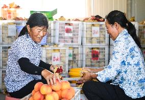 CHINA-CHONGQING-FRUITS-PLANTATION (CN)