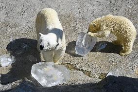Polar bears at Asahiyama Zoo in Japan