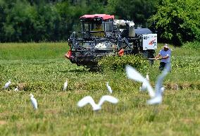 CHINA-FUJIAN-RICE-HARVEST (CN)