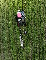 CHINA-FUJIAN-RICE-HARVEST (CN)