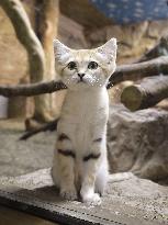 Sand cat at Japanese zoo