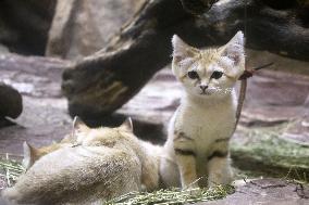 Sand cat at Japanese zoo