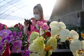 CHINA-SHANDONG-RIZHAO-HORTICULTURE (CN)
