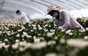 #CHINA-BEGINNING OF AUTUMN-FARMING (CN)