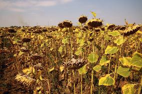 ROMANIA-TELEORMAN-DROUGHT