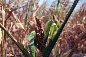 ROMANIA-TELEORMAN-DROUGHT