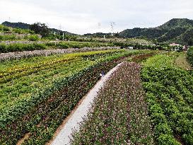 CHINA-HEBEI-LUANPING-TOURISM (CN)