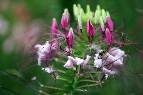 CHINA-HEBEI-LUANPING-TOURISM (CN)