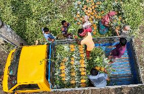 BANGLADESH-TANGAIL-PINEAPPLES-HARVEST