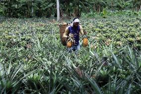 BANGLADESH-TANGAIL-PINEAPPLES-HARVEST