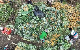 BANGLADESH-TANGAIL-PINEAPPLES-HARVEST