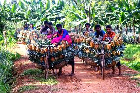 BANGLADESH-TANGAIL-PINEAPPLES-HARVEST