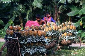 BANGLADESH-TANGAIL-PINEAPPLES-HARVEST