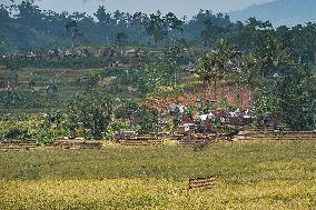 INDONESIA-BANTEN-RICE HARVEST