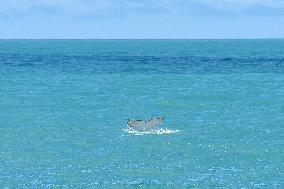 NEW ZEALAND-NATURE-CLIMATE CHANGE-WHALES