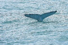 NEW ZEALAND-NATURE-CLIMATE CHANGE-WHALES