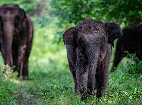 Xinhua Headlines: Asian Elephants embrace baby boom in China amid enhanced conservation efforts