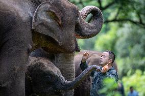 Xinhua Headlines: Asian Elephants embrace baby boom in China amid enhanced conservation efforts