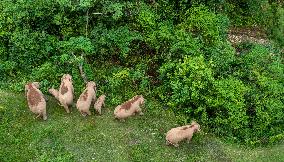 Xinhua Headlines: Asian Elephants embrace baby boom in China amid enhanced conservation efforts