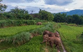 Xinhua Headlines: Asian Elephants embrace baby boom in China amid enhanced conservation efforts