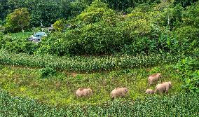 Xinhua Headlines: Asian Elephants embrace baby boom in China amid enhanced conservation efforts