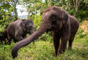 Xinhua Headlines: Asian Elephants embrace baby boom in China amid enhanced conservation efforts