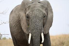 KENYA-NATONAL PARKS-WORLD ELEPHANT DAY