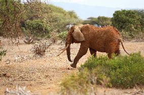 KENYA-NATONAL PARKS-WORLD ELEPHANT DAY