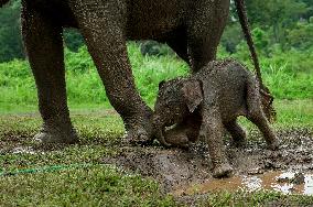 INDONESIA-LAMPUNG-BABY SUMATRAN ELEPHANT