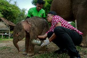 INDONESIA-LAMPUNG-BABY SUMATRAN ELEPHANT