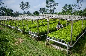 INDONESIA-YOGYAKARTA-HYDROPONIC FARM