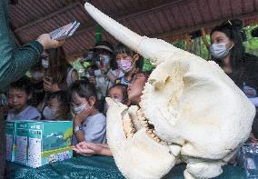 CHINA-GUANGDONG-WORLD ELEPHANT DAY-ACTIVITY (CN)