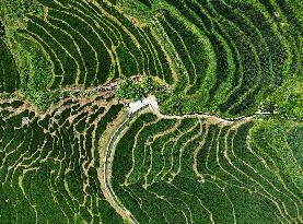 CHINA-FUJIAN-YOUXI-TERRACED FIELDS (CN)