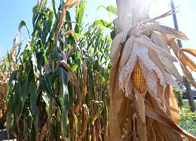 ITALY-LOMBARDY-MANTOVA-DROUGHT