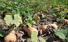 ITALY-LOMBARDY-MANTOVA-DROUGHT