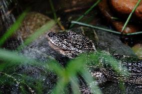 CHINA-SHANGHAI-NATURE-ANIMALS COOLING OFF (CN)