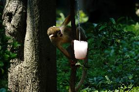 CHINA-SHANGHAI-NATURE-ANIMALS COOLING OFF (CN)