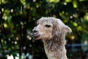 CHINA-SHANGHAI-NATURE-ANIMALS COOLING OFF (CN)