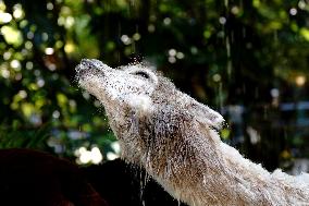 CHINA-SHANGHAI-NATURE-ANIMALS COOLING OFF (CN)