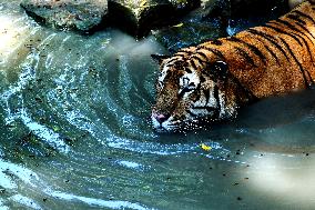 CHINA-SHANGHAI-NATURE-ANIMALS COOLING OFF (CN)