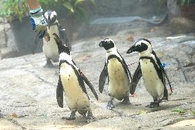 CHINA-SHANGHAI-NATURE-ANIMALS COOLING OFF (CN)