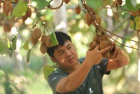 #CHINA-FARMERS-HARVEST (CN)