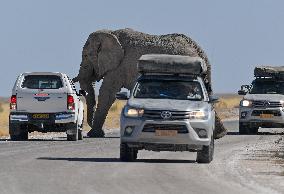 NAMIBIA-ETOSHA NATIONAL PARK-ANIMALS