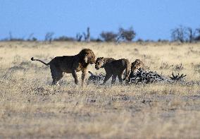 NAMIBIA-ETOSHA NATIONAL PARK-ANIMALS