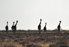 NAMIBIA-ETOSHA NATIONAL PARK-ANIMALS